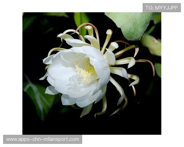 德国新中场：是救世主还是昙花一现？